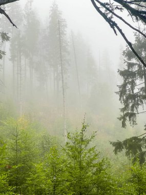 Atmosferik sisli orman, Tatra dağları vadisindeki uzun ağaçlar ve sis gizemli orman manzarası Zakopane Polonya 'yı yaratıyor. Yüksek kalite fotoğraf.