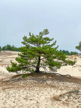 Yalnız İskoç Çam ağacı Leba Polonya 'da Baltık Denizi geçmişine sahip beyaz kumlu kumsallarda duruyor. Yüksek kalite fotoğraf