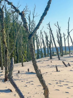 Eski çağlarda, el değmemiş beyaz kum tepelerinden yükselen ölü ağaçlar Leba Polonya Baltık sahillerinde hayalet ormanlar oluşturuyordu. Yüksek kalite fotoğraf