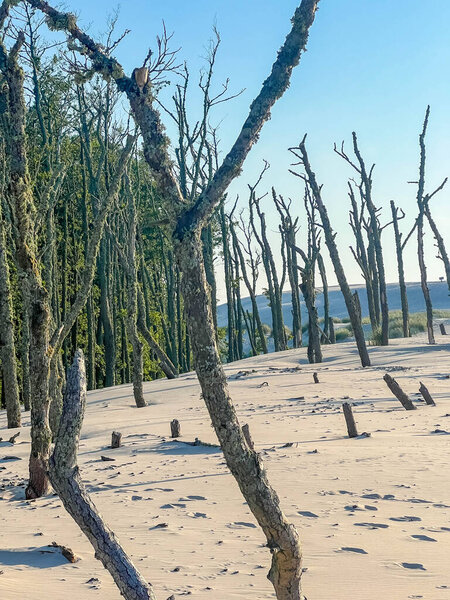 Ancient weathered dead trees emerging from pristine white sand dunes creating ghostly forest in Leba Poland Baltic coast. High quality photograph