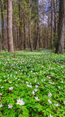 Beyaz ahşap şakayıklardan oluşan yoğun bir halı. Battaniyeler huş ağacının ve ağaçların altındaki çam ağaçlarının altında bahar ormanı zeminini kaplıyor. Yüksek kalite fotoğraf.