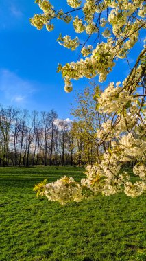 Bahar yapraklı uzun huş ağaçları doğal orman ortamında güneşli bir günde açık mavi gökyüzüne karşı dururlar. Yüksek kalite fotoğraf.