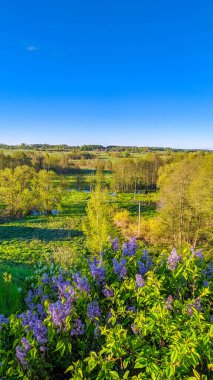 Yuvarlanan yeşil tepeler ve çayırlar açık mavi gökyüzünün altında Kuzey Belarus kırsalında huzurlu bir kırsal alan oluşturuyor. Yüksek kalite fotoğraf.