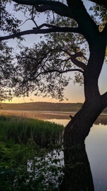 Ağaç silueti, buğday tarlasının üzerinde altın gün batımını oluşturur. Kuzey Belarus yaz akşamında huzurlu kırsal alan yaratır. Yüksek kalite fotoğraf.