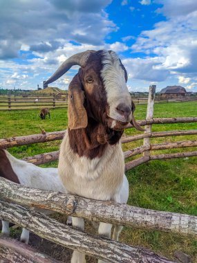 Lida, Belarus, Mayıs 01, 2025. Uzun sarkık kulaklı Anglo-Nubia keçisi yeşil çayır manzarasına tepeden bakan ahşap çit korkuluğunda duruyor. Yüksek kalite fotoğraf.