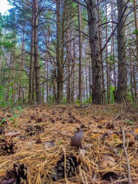 Lida, Belarus, Mayıs 01, 2025. Orman zemininde sonbahar ormanlarında uzun ağaç gövdeleri arasında düşmüş kahverengi çam iğneleri var. Yüksek kalite fotoğraf.