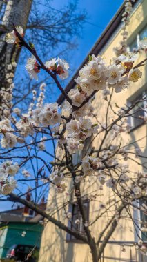 Minsk, Belarus, Mayıs 01, 2025. İlkbaharda kiraz çiçekleri açarken, dallarda beyaz çiçekler, tarihi mimarinin yanında açık mavi gökyüzüne karşı açarlar. Yüksek kalite fotoğraf