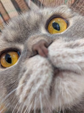 Minsk, Belarus, Mayıs 01, 2025. İngiliz Shorthair kedisinin çarpıcı sarı-turuncu gözlerine aşırı yakın çekim yapmak iris desenini ve bıyıklarını gösteriyor. Yüksek kalite fotoğraf