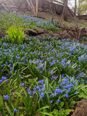 Varşova, Polonya, Mayıs 01, 2025. Baharda çiçek açan mavi Scilla halısı bahçe bahçesini yeşil çimlerle kaplıyor şehir parkı ortamında. Yüksek kalite fotoğraf