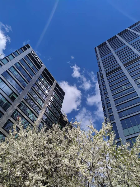 Warsaw, Poland, May 01, 2025. Spring flowering white tree blossoms against backdrop of contemporary glass office towers under dramatic blue sky with clouds. High quality photograph