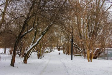Varşova, Polonya, Ocak 01, 2025. Karla kaplı kış parkı manzarasında kahverengi gövdeli çıplak yaprak döken ağaçlardan oluşan bir grup. Yüksek kalite fotoğraf