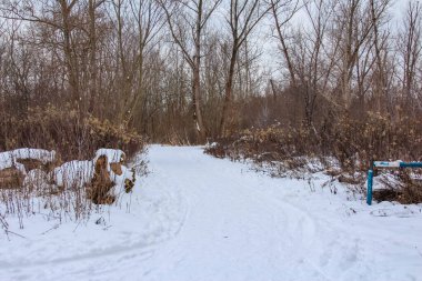 Varşova, Polonya, Ocak 01, 2025. Küçük kahverengi köpek, çıplak ağaçlarla birlikte kış ormanlarında derin karlar içinde yürüyor. Yüksek kalite fotoğraf