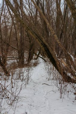 Varşova, Polonya, Ocak 01, 2025. Söğüt ağaçları Vistula Nehri ovası yakınlarındaki karla kaplı kış manzarasına yansıyor. Yüksek kalite fotoğraf