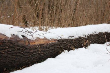 Varşova, Polonya, Ocak 01, 2025. Karla kaplı tahta köprü, kışın sulak arazide kuru kamış çimleriyle karanlık dereyi geçiyor. Yüksek kalite fotoğraf