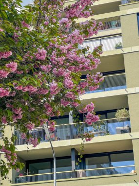 Varşova, Polonya, Mayıs 01, 2025. Beyaz balkonlu modern apartmanın yanında çiçek açan pembe kiraz ağacı güzel bir ilkbahar manzarası yaratıyor. Yüksek kalite fotoğraf