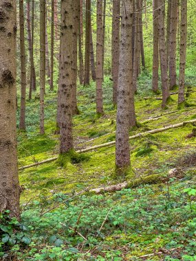 Zürih, İsviçre, Mayıs 01, 2025. Uzun yeşil ağaçlar ve el değmemiş İsviçre dağ ormanlarında canlı yeşil çalılıklarla kaplı güneşli orman yamacı. Yüksek kalite fotoğraf