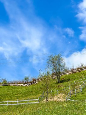 Zürih, İsviçre, Mayıs 01, 2025. Issız İsviçre kırsalında, dramatik mavi bulutlu gökyüzünün altında görünen, yalnız ağaçlar ve dağ tepeleri olan yeşil dağ yamaçları. Yüksek kalite fotoğraf