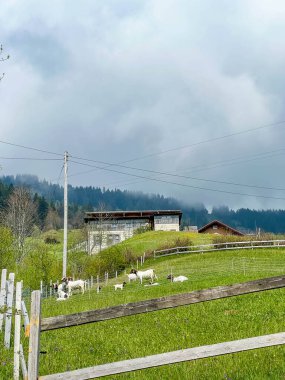 Zürih, İsviçre, Mayıs 01, 2025. Önünde yeşil çayırlar ve beyaz çitlerle kaplı modern İsviçre çiftlik evi sisli dağ zeminine karşı sakin bir kırsal alan oluşturuyor. Yüksek kalite fotoğraf