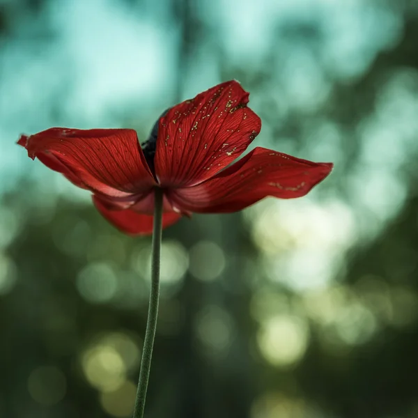 Rojo y verde — Foto de Stock