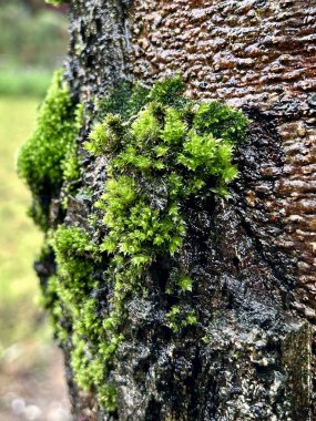 Bir ağaç kabuğunun pürüzlü, nemli yüzeyinde büyüyen parlak yeşil yosunların yakın çekimi.
