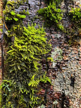 Bir ağaç kabuğunun pürüzlü, nemli yüzeyinde büyüyen parlak yeşil yosunların yakın çekimi.