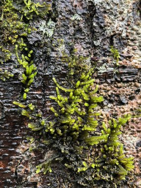 Bir ağaç kabuğunun pürüzlü, nemli yüzeyinde büyüyen parlak yeşil yosunların yakın çekimi.