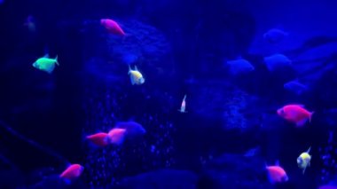 Açık mavi ışıklı akvaryum tankında yüzen parlak tropikal balıklar.