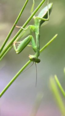 Yeşil peygamber devesinin doğal ortamdaki çim yapraklarına yapışmış görüntüsü..