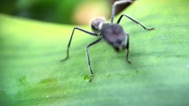 Yeşil yaprağın üzerinde sürünen siyah bir karınca..