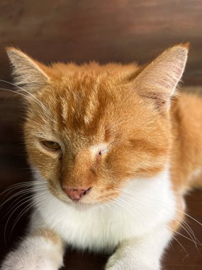 Sol gözünü etkileyen, hayvan sağlığı endişelerini ve veterinerlik ihtiyaçlarını vurgulayan bir evcil kedinin yakın çekimi.