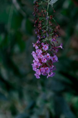 Yeşil yaprakların arasında açan uzun mor kır çiçekleri.
