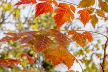 Renkli akçaağaç yaprağı sarıdan turuncuya dönüşüyor