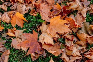 Sıcak tonlu kuru akçaağaç yaprakları kalın bir sonbahar tabakası oluşturuyor.