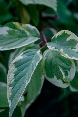 Yeşil yaprakların doğal deseni ve gün ışığında hafif damarlar.