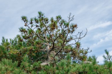 Yumuşak mavi gökyüzüne karşı parlak yeşil bir çalı.