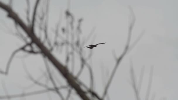 Liberdade muitos стоковые видео, футажи Скачать видео в