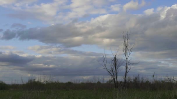 Paisaje otoñal, un árbol sobre un fondo de cielo azul y nubes — Vídeos de Stock