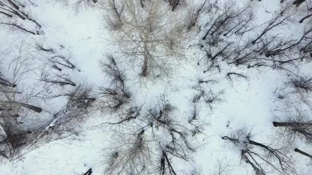 Desierto invierno bosque antena 4k material de archivo — Vídeo de stock