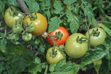 Domatesler bahçede