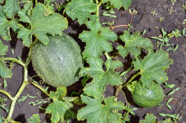 Kavun bitkilerin yaprak ve toprak.