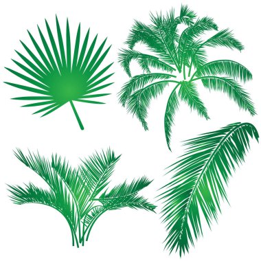 Tropikal doğa simgeleriyle gerçekçi palmiye yaprağı çizimi.