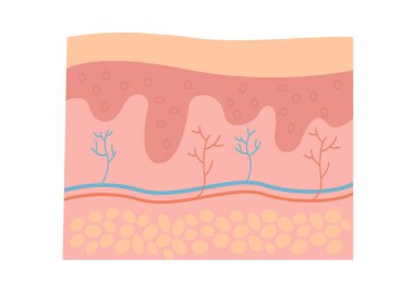 İnsan üst deri örnekleri
