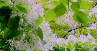 Yeşil yaprakların arasında kar taneleri gibi toplanmış ince beyaz çiçekleriyle çiçek açan püsküllü ağaçlar, 