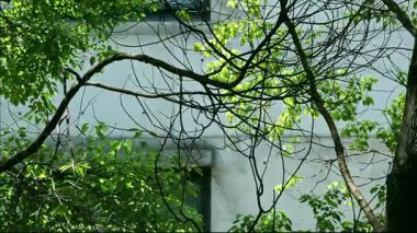 Güçlü güneş ışığı, yoğun yaprakların arasından süzülür, şiirsel ve canlı bir ışık ve gölge yaratır, doğada sakin ve güzel bir anı ortaya çıkarır..