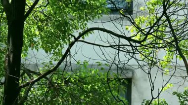 Güçlü güneş ışığı, yoğun yaprakların arasından süzülür, şiirsel ve canlı bir ışık ve gölge yaratır, doğada sakin ve güzel bir anı ortaya çıkarır..