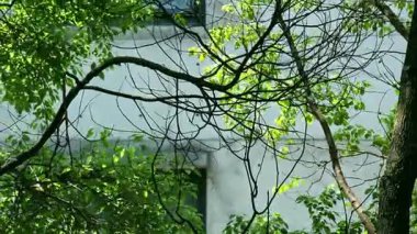 Güçlü güneş ışığı, yoğun yaprakların arasından süzülür, şiirsel ve canlı bir ışık ve gölge yaratır, doğada sakin ve güzel bir anı ortaya çıkarır..