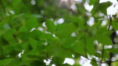 Arkasından süzülen güneş ışığı yaprakları yaprakların etrafında altın bir halo oluşturuyor. Bu da doğal bir atmosfer gibi huzurlu ve rüya gibi bir hava yaratıyor..