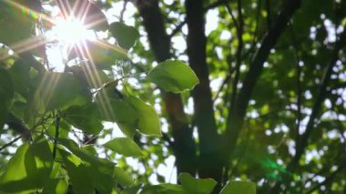 Güçlü güneş ışığı, yoğun yaprakların arasından süzülür, şiirsel ve canlı bir ışık ve gölge yaratır, doğada sakin ve güzel bir anı ortaya çıkarır..