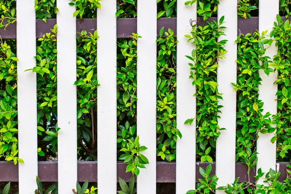 Yeşil yapraklı beyaz ahşap çit.