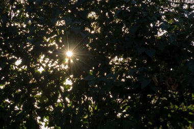 Şehrin ağaçlarda. Canlı doğa.